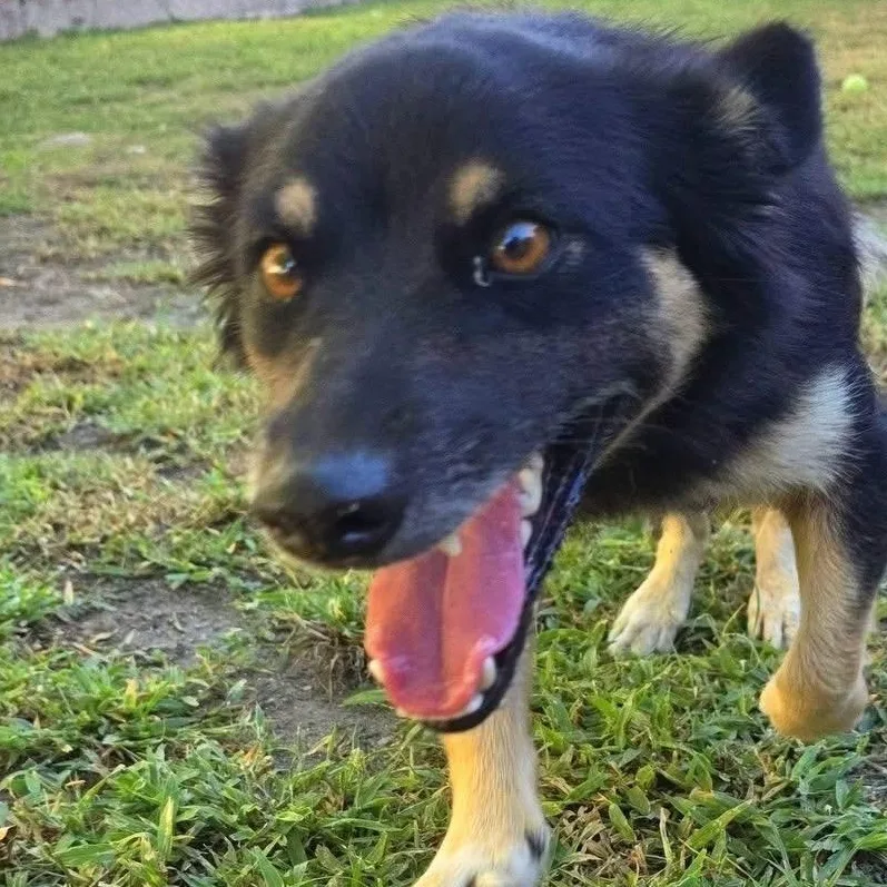 A young small-sized female Hovawart dog named Channel for adoption in New York, NY