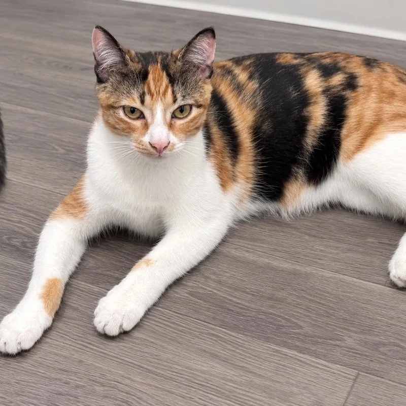 A baby medium-sized female Calico Domestic Short Hair cat named Cali for adoption in Liverpool, TX