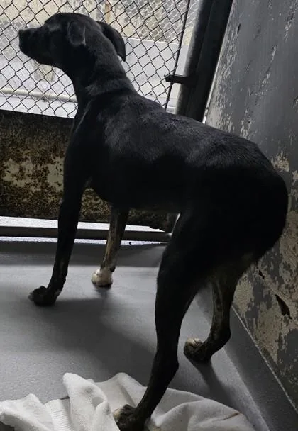 A young medium-sized female Labrador Retriever dog named Dunkin for adoption in Blue Ridge, GA