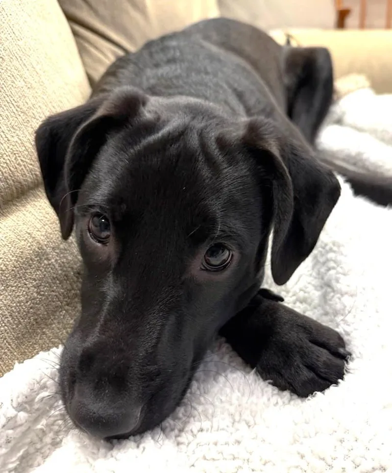 Oliver