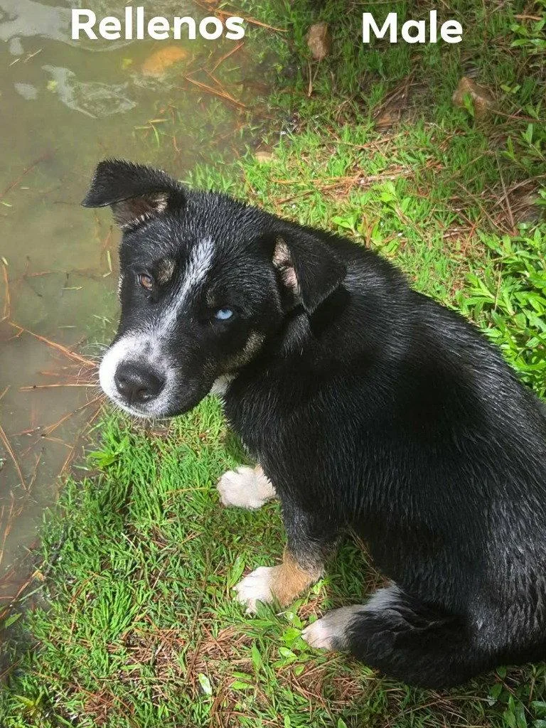A baby large-sized male Retriever dog named Rellenos for adoption in Bloomfield, CT