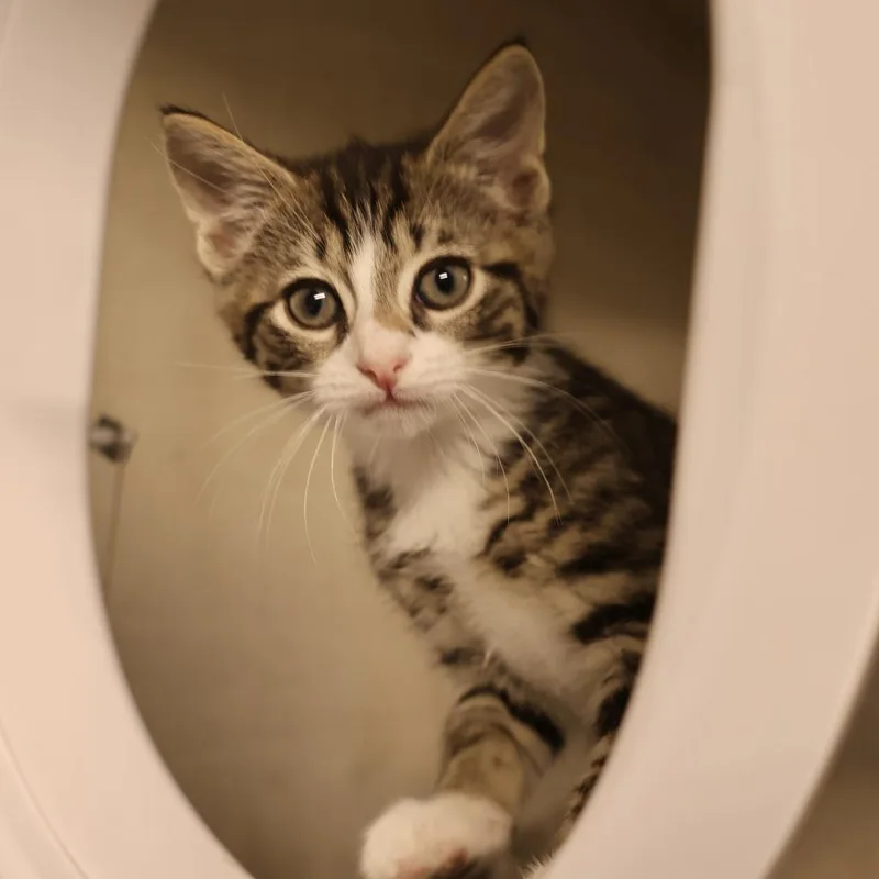 A baby small-sized male Brown / Chocolate Domestic Short Hair cat named Wonka for adoption in Briarcliff Manor, NY