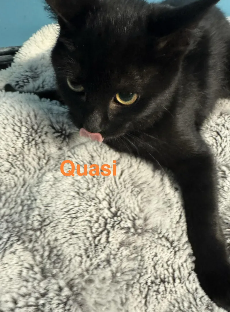 Quasi