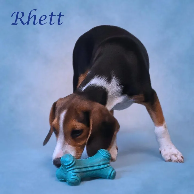Rhett D thumbnail 2
