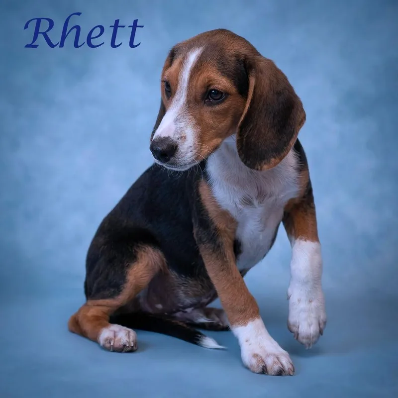 Rhett D thumbnail 3