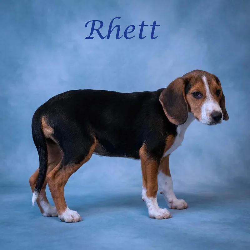 Rhett D thumbnail 4