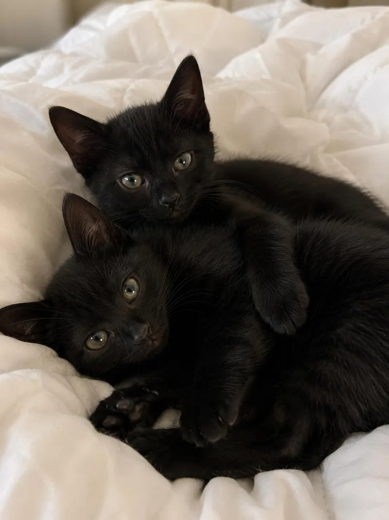 A baby medium-sized male Black Domestic Short Hair cat named Teddy & Bear for adoption in Long Beach, CA