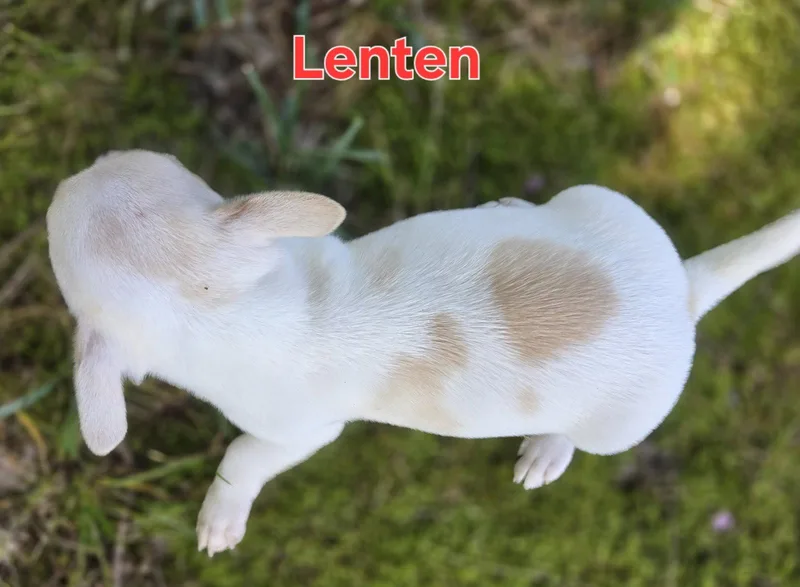 A baby small-sized female Chihuahua dog named Lenten for adoption in Alpharetta, GA