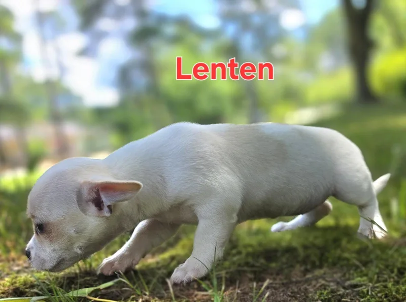 Lenten thumbnail 2