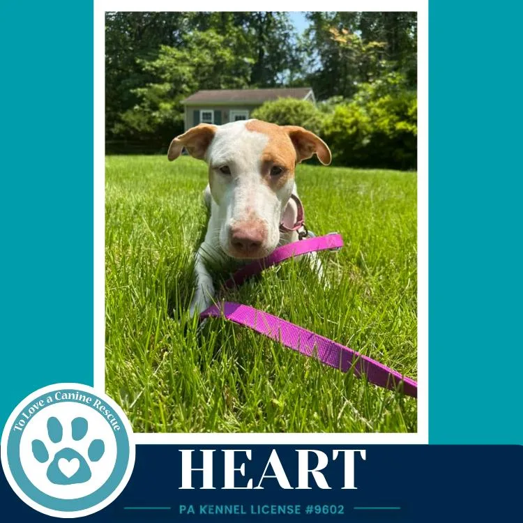 Heart thumbnail 3