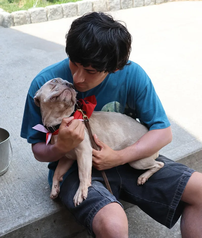 A young small-sized male Apricot / Beige French Bulldog dog named Chase for adoption in Harrison, NY