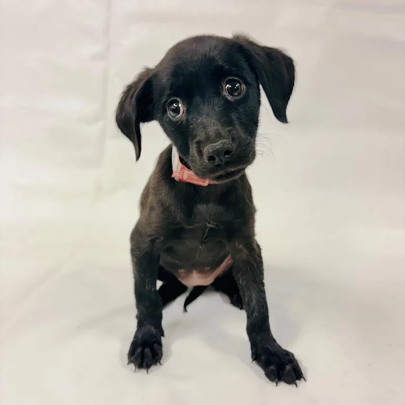 A baby small-sized female Terrier dog named Saffron for adoption in Parker, CO