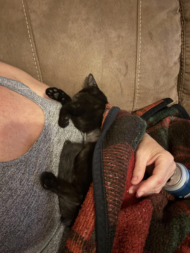 A young small-sized male Domestic Short Hair cat named Malakii for adoption in CRYSTAL RIVER, FL