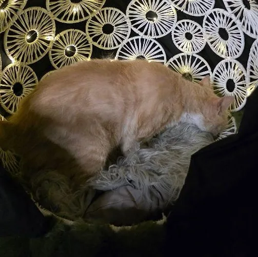 An adult medium-sized female Tabby (Orange / Red) Domestic Short Hair cat named Annabelle for adoption in Carneys Point, NJ