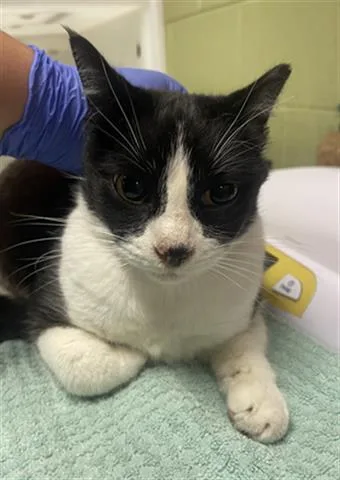An adult small-sized female Domestic Short Hair cat named Raven for adoption in Indianapolis, IN