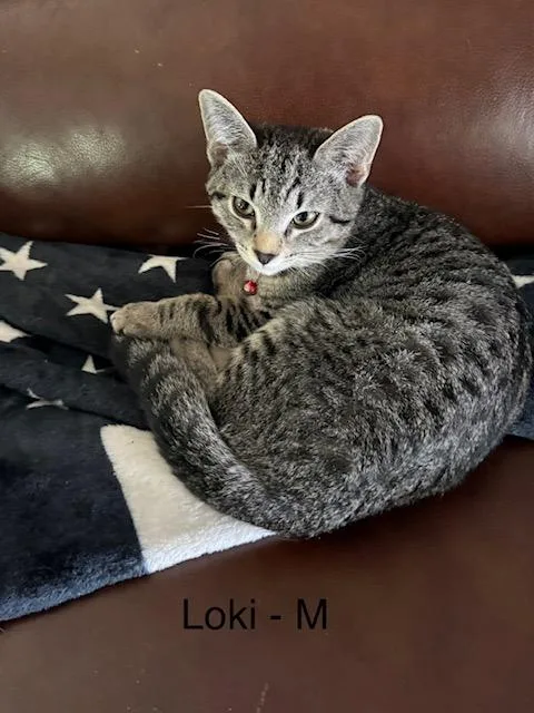 A young medium-sized male Gray / Blue / Silver Domestic Short Hair cat named Loki for adoption
