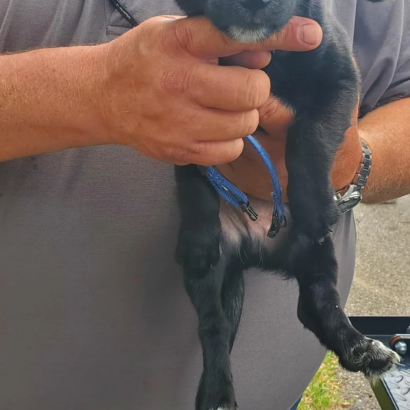 A baby small-sized male Black Mixed Breed dog named Gander for adoption in Lake Jackson, TX