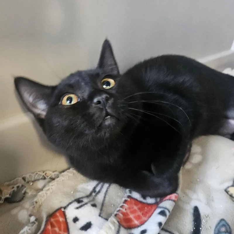 A young medium-sized female Domestic Medium Hair cat named Jasmine for adoption in Monticello, IA