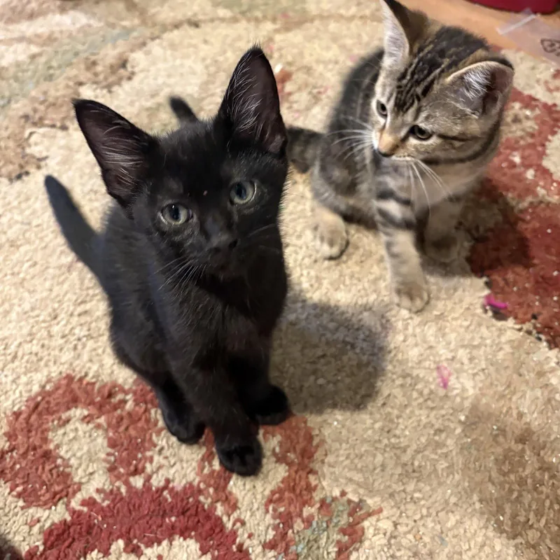 A baby medium-sized male Black Domestic Short Hair cat named Gary for adoption in White Bluff, TN
