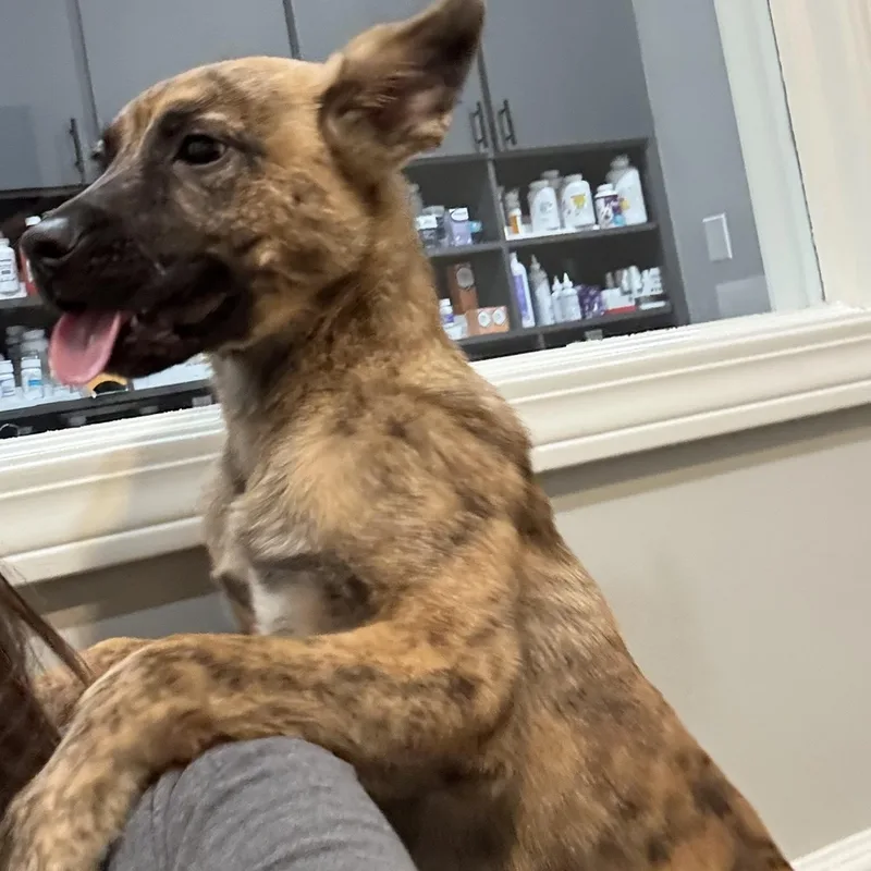 A baby medium-sized male Brindle German Shepherd Dog dog named Tony for adoption in Park Forest, IL