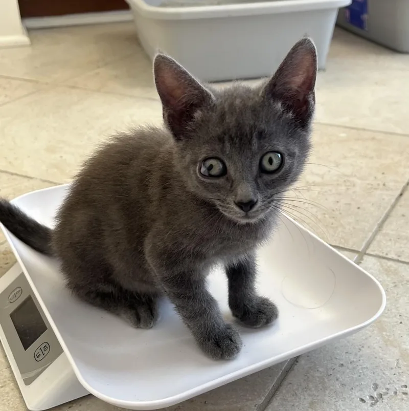 A baby small-sized male Gray / Blue / Silver Russian Blue cat named Carlos for adoption in Wilmington, NC