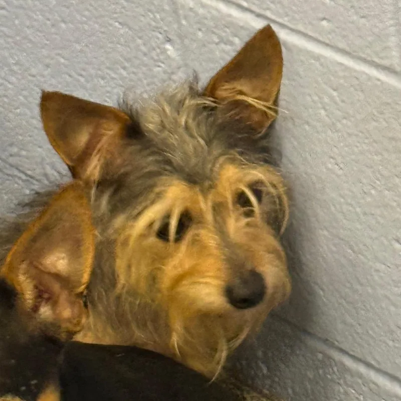 An adult small-sized male Brown / Chocolate Terrier dog named Little Rascal for adoption in Madisonville, TN
