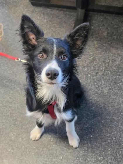 A young medium-sized male Border Collie dog named William for adoption in Roseville, CA