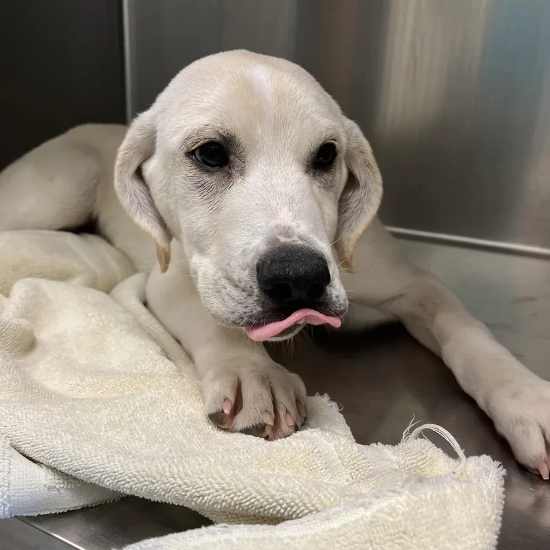 A baby medium-sized male Yellow / Tan / Blond / Fawn Labrador Retriever dog named Surge for adoption in Charlottesville, VA