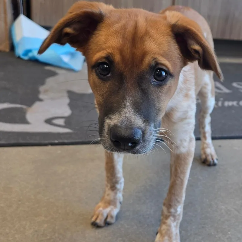 A baby small-sized female Cattle Dog dog named Sandel for adoption in Sand Springs, OK