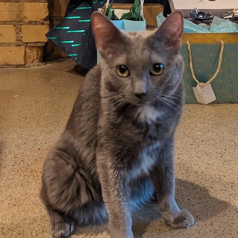 A senior small-sized female Gray / Blue / Silver Domestic Short Hair cat named Pele for adoption in Rochester, MN