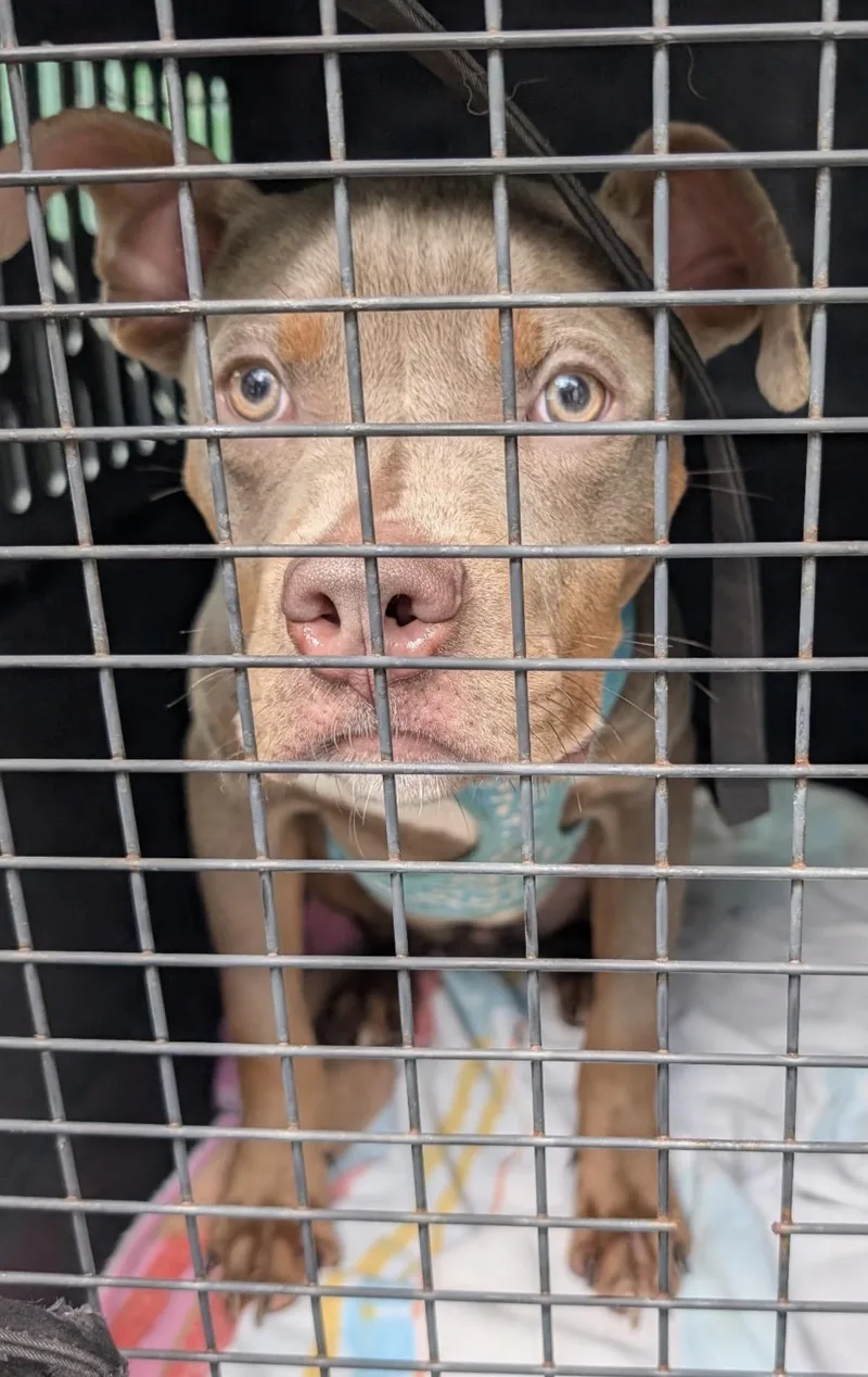 A baby medium-sized male Bicolor Pit Bull Terrier dog named Laz for adoption in Mendham, NJ