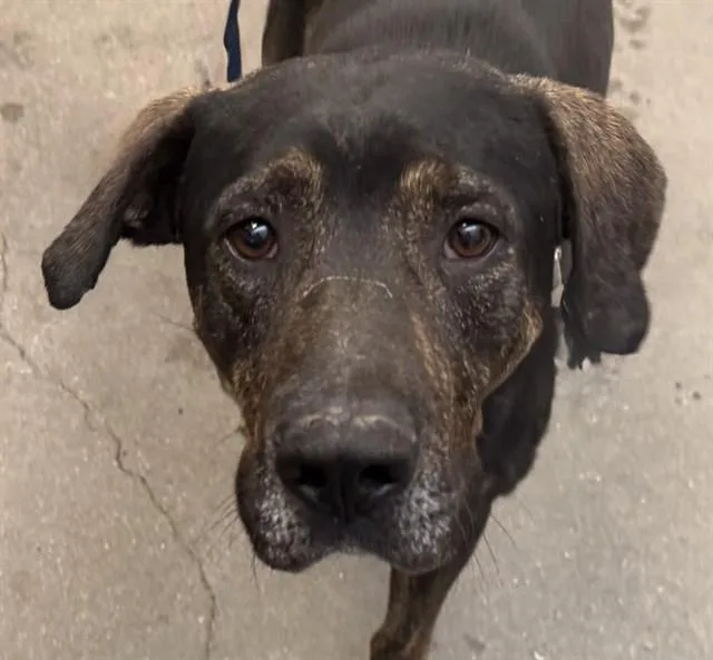 An adult medium-sized male Black and Tan Coonhound dog named Dynamite for adoption in Tucson, AZ