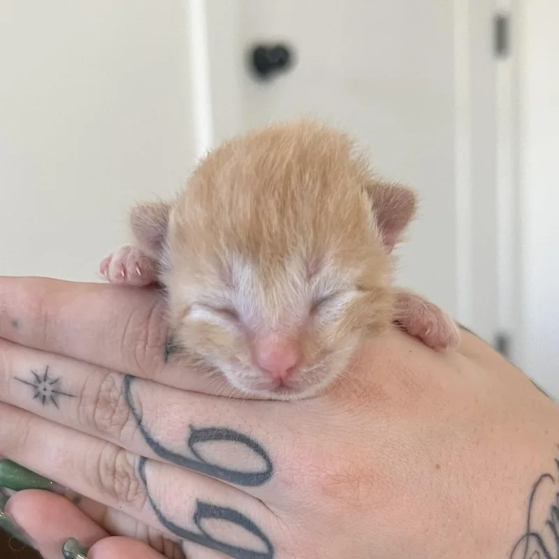 A baby small-sized male Orange / Red Domestic Short Hair cat named Bourbon Saunders for adoption in Eagle Mountain, UT