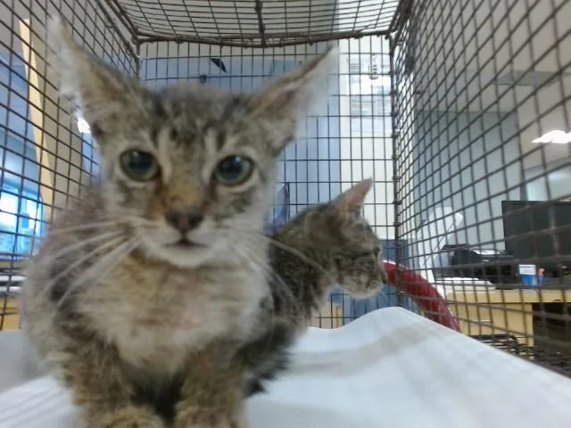 A baby small-sized male Domestic Short Hair cat named Tom for adoption in Miami, FL