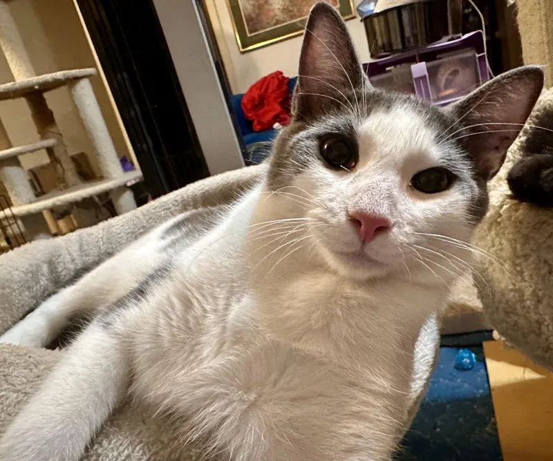 A young medium-sized male Gray & White Domestic Short Hair cat named Ziggy for adoption in Fayetteville, NC