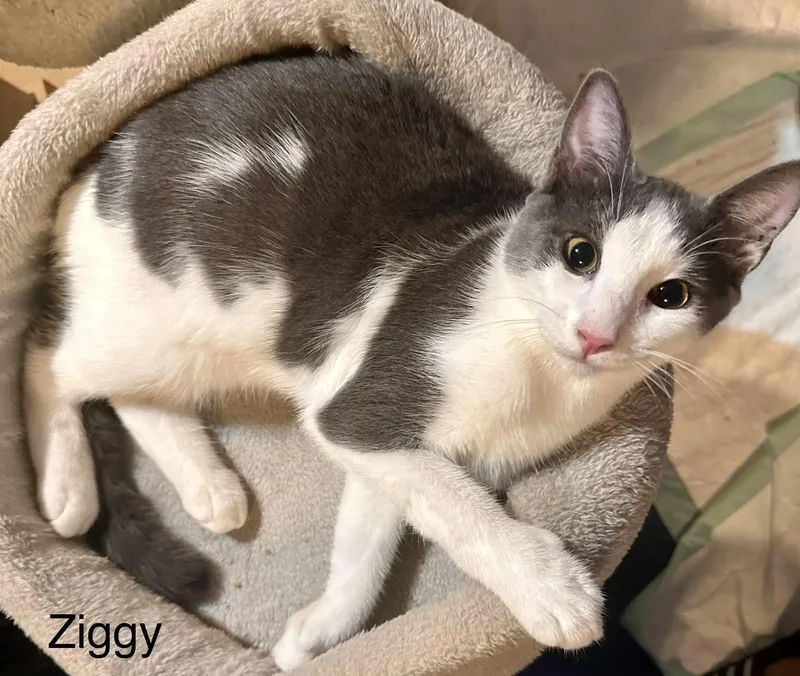 Ziggy thumbnail 3