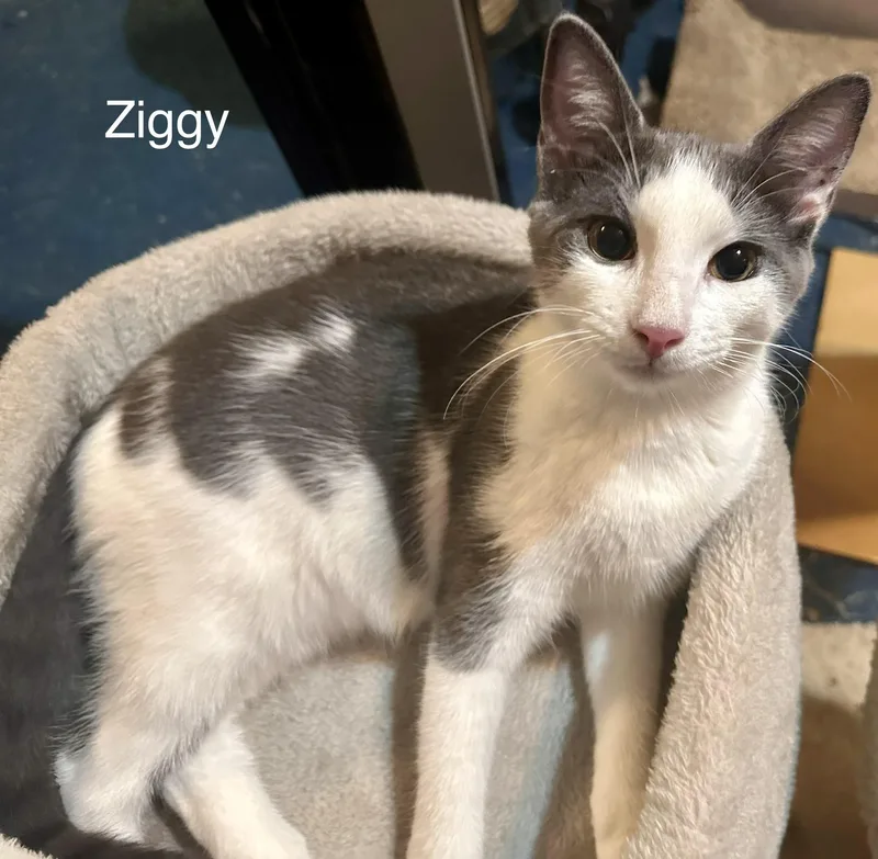 Ziggy thumbnail 4
