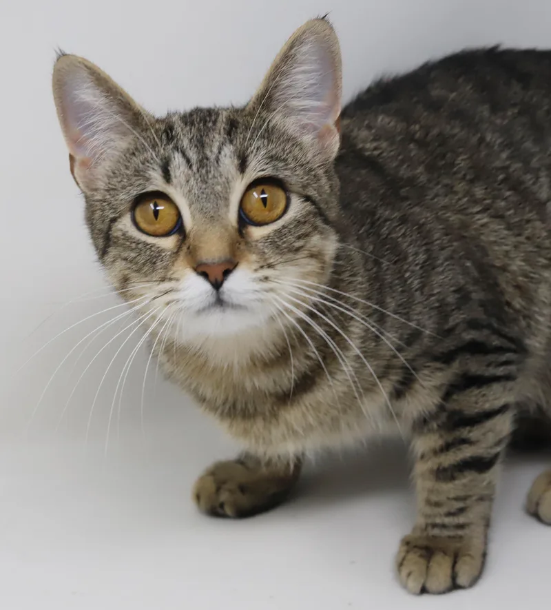 Preciosa Is Well... Precious! thumbnail 2