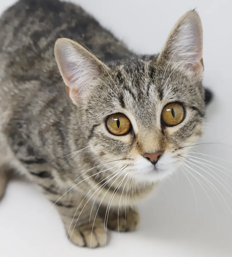 A baby small-sized female Tabby (Tiger Striped) Bengal cat named Preciosa Is Well... Precious! for adoption in Bedford Hills, NY