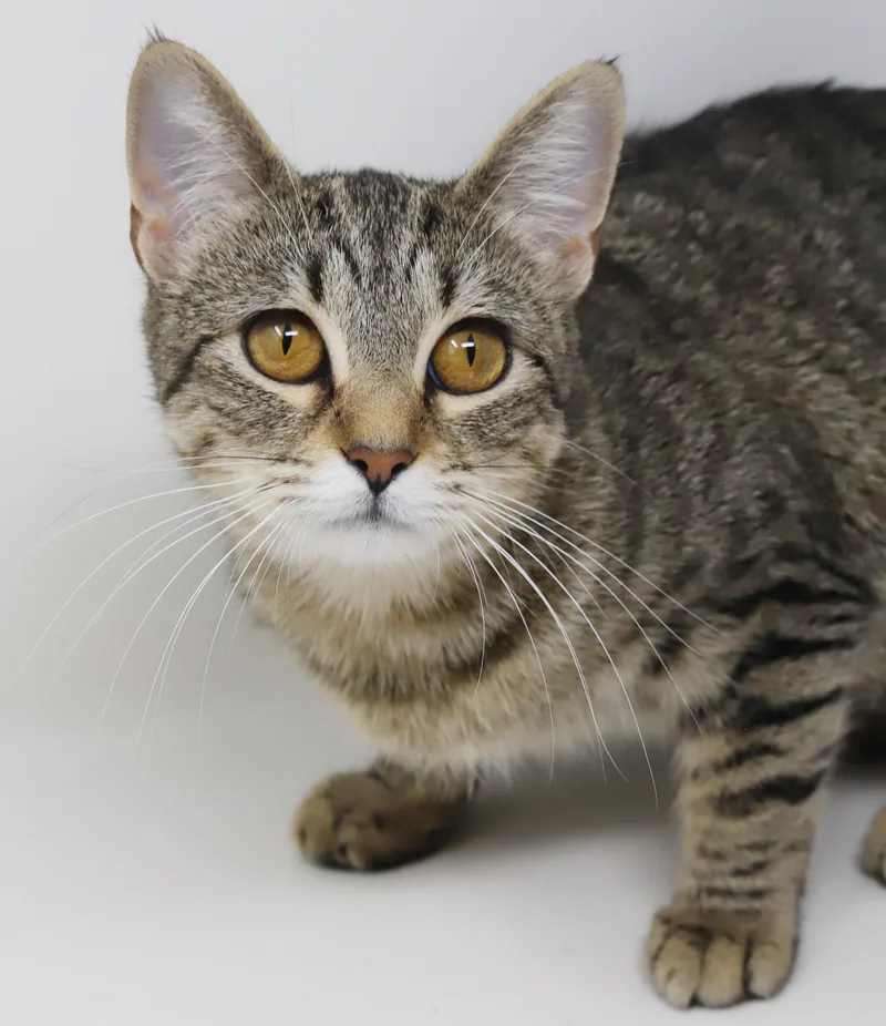 Preciosa Is Well... Precious! thumbnail 4