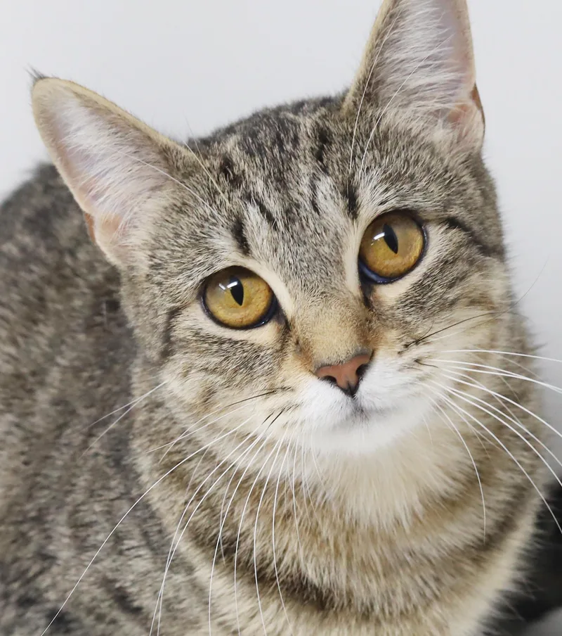 Preciosa Is Well... Precious! thumbnail 5