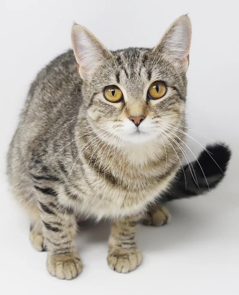 Preciosa Is Well... Precious! thumbnail 6