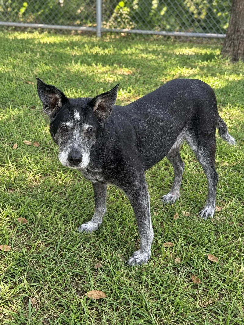 A senior large-sized female Australian Cattle Dog / Blue Heeler dog named Brooke for adoption in Atchison, KS