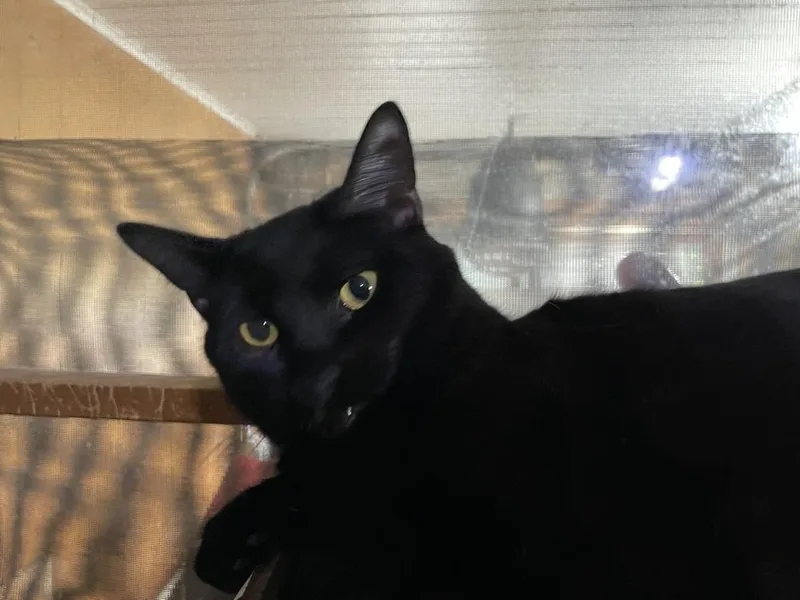 An adult medium-sized female Domestic Short Hair cat named Piper for adoption in Abrams, WI