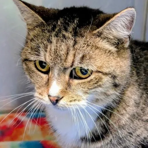 An adult medium-sized female Brown / Chocolate American Shorthair cat named Tinker Bell for adoption in Valley Falls, KS