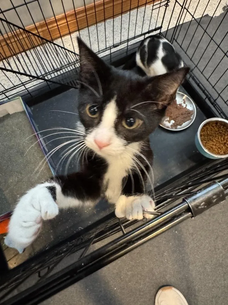 A young small-sized male Black & White / Tuxedo Domestic Short Hair cat named Frog for adoption in Papillion, NE