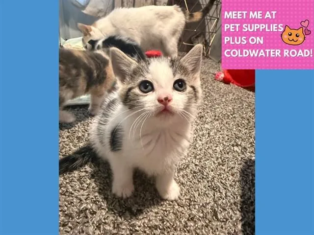 A baby small-sized female Domestic Short Hair cat named Spruce for adoption in Fort Wayne, IN