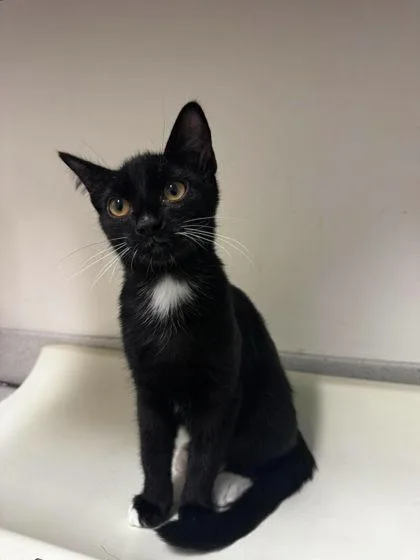 A baby small-sized male Black & White / Tuxedo Domestic Short Hair cat named Monk for adoption in Annapolis, MD