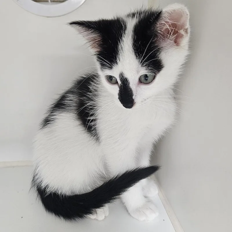 A baby small-sized male Domestic Short Hair cat named Andreas for adoption in Gainesville, FL