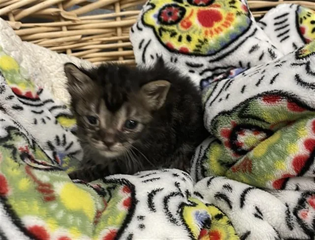 A baby small-sized male Domestic Short Hair cat named Fluff Ball for adoption in Rosenberg, TX